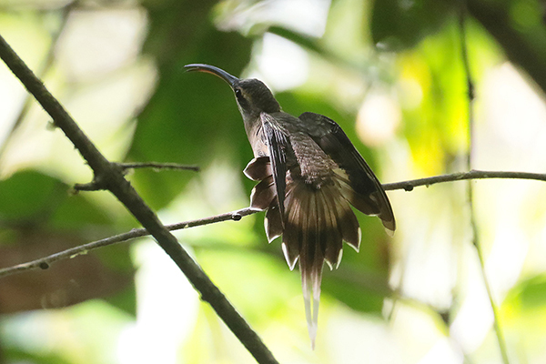 Long-tailed Hermi